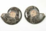 Cut/Polished Ammonite (Phylloceras?) Pair - Unusual Black Color #166017-1